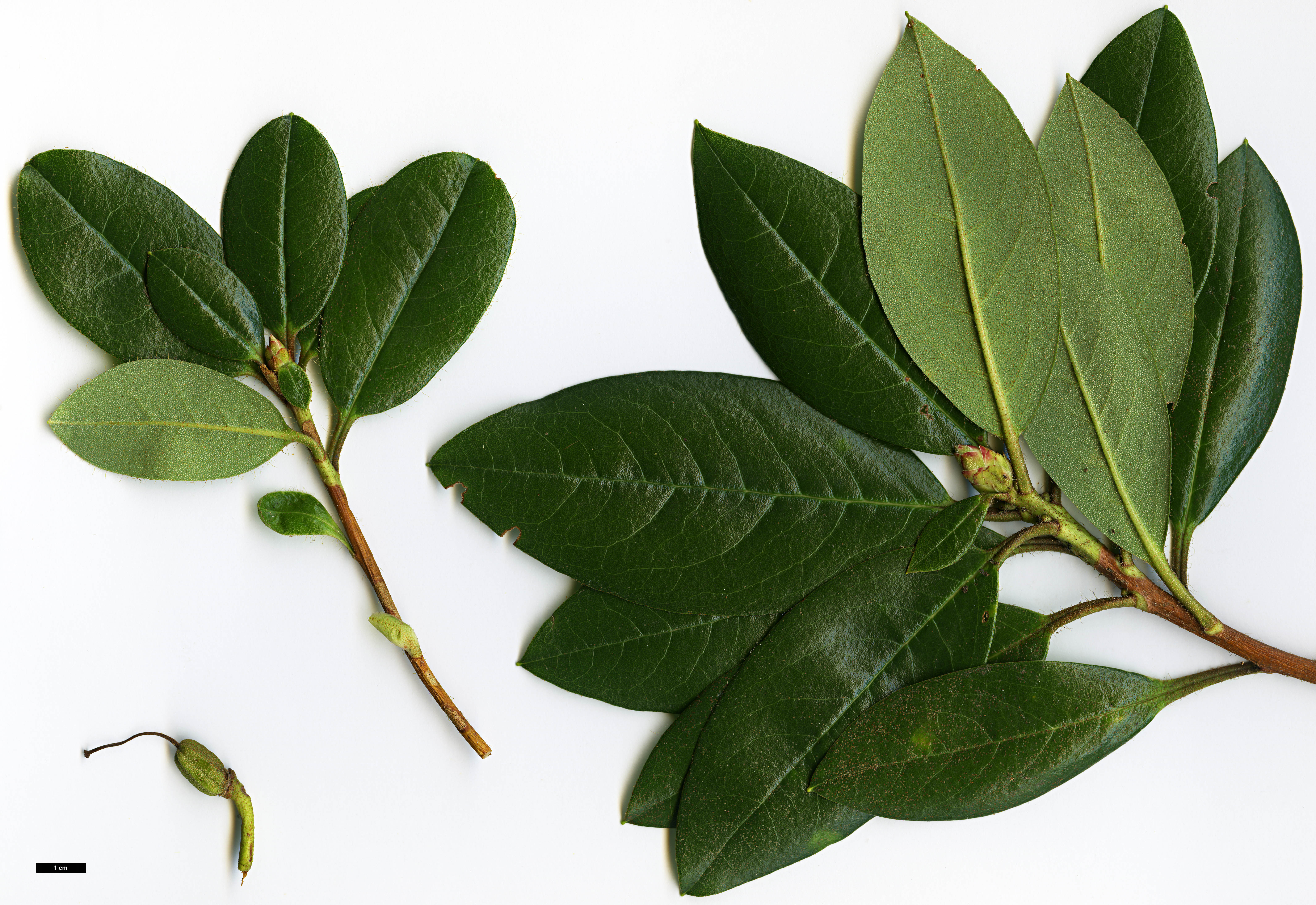 High resolution image: Family: Ericaceae - Genus: Rhododendron - Taxon: chrysodoron